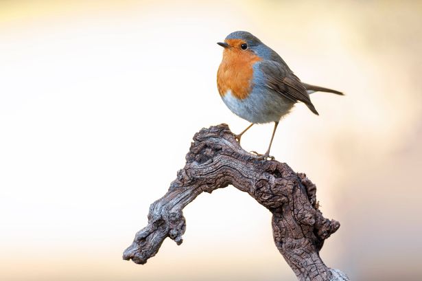 European robin (erithacus rubecula) perched on a branch on January 15, 2023 in Castilla Leon, Spain.