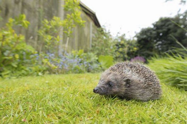 European hedgehog (Erinaceus europaeus) adult animal on a garden grass lawn in the spring, England, United Kingdom, Europe