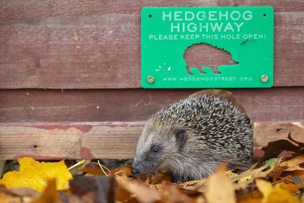 European hedgehog (Erinaceus europaeus) adult animal walking through a hole in a garden fence with a Hedgehog highway sign above in autumn, England, U