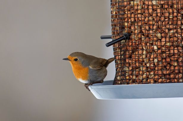 European robin (Erithacus rubecula) on garden bird feeder filled with peanuts in winter. (Photo by: Arterra/Universal Images Group via Getty Images)