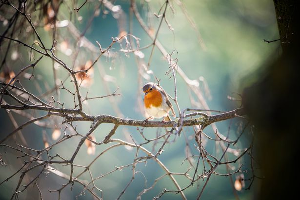 European robin on the branch