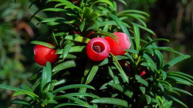 European yew Taxus baccata - poisonous red berries on an ornamental yew shrub in autumn in a park