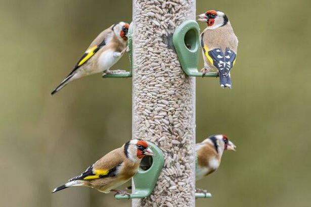 Four Goldfinches Feeding on Sunflower Seed Hearts at Bird Feeder