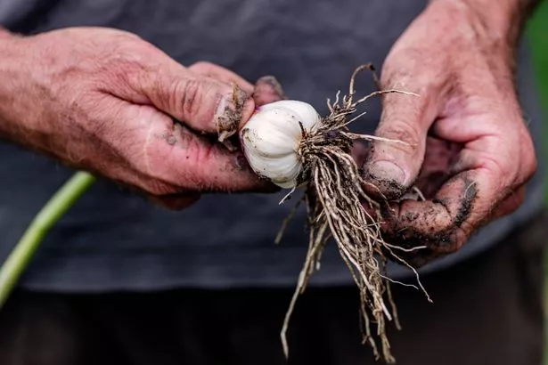 Farmer harvesting organic garlic from a kitchen garden. Close-up of the garlic bulb after it has been cleaned and checked for insect damage. The garlic is harvesting in early July here in Denmark then left to dry for a few weeks to prevent it from rotting before being used  or sold. Photographed at an “off grid” home on the island of Moen in Denmark. Colour, horizontal format with  some copy space.