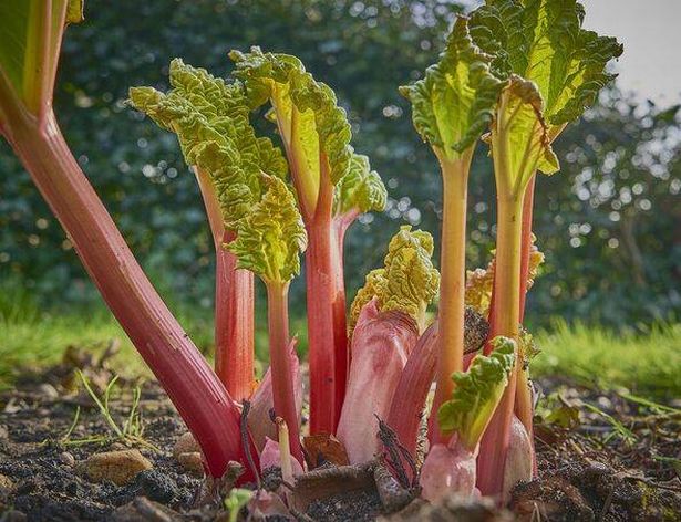 Fresh pink Rhubarb growing in spring
