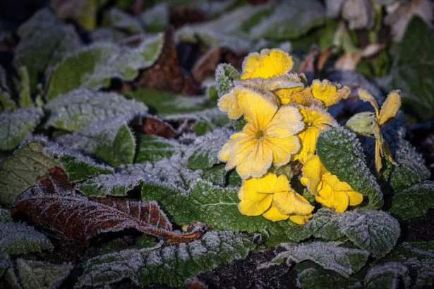 Frost on a delicate flower
