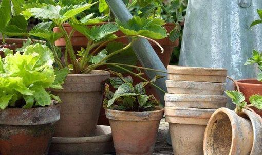 Garden pots