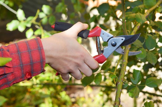 Gardener hand pruning climbing roses with garden pruning scissors
