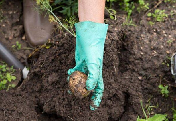 Gardener harvesting potato with green glove in vegetable patch