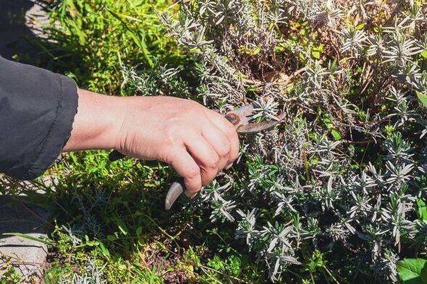 Gardening in action: Pruning lavender