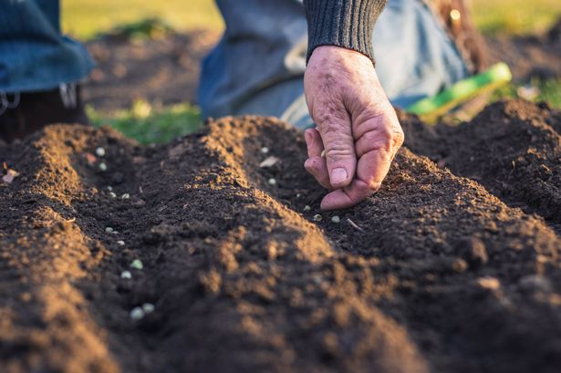 A gardening expert has identified a crop to sow in October (stock)