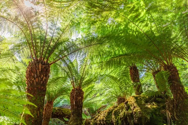 Farn trees in the jungle from Lost gardens of Heligan Cornwall England