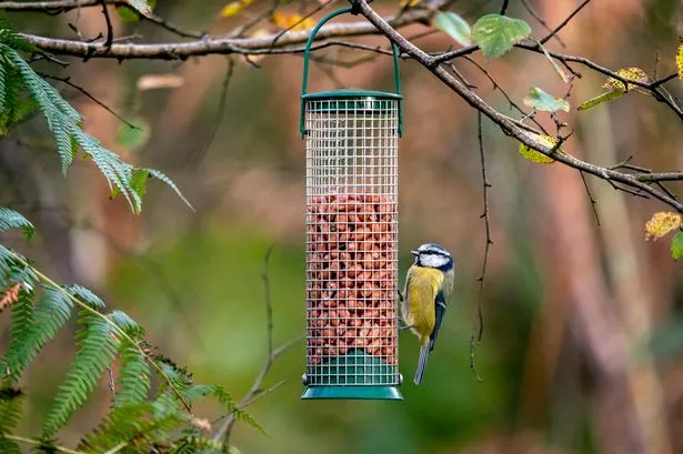 A little blue tit passerine bird feeding on peanuts in Cumbria, UK.