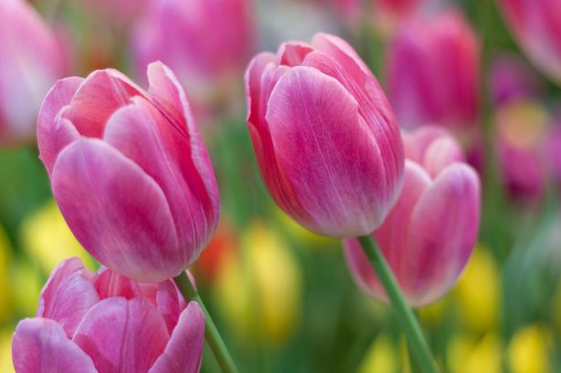 Pink tulips flowers