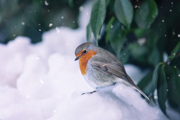 Make robins fall in love with your garden by adding these things