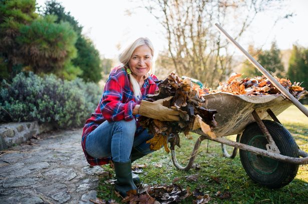 Woman cleaning fallen leaves in garden with wheelbarrow