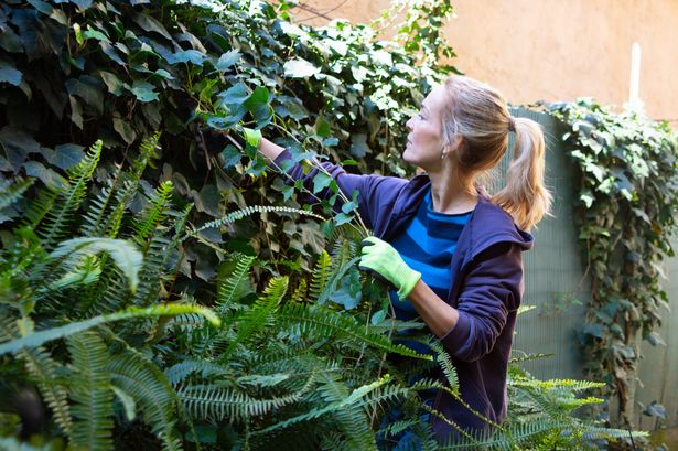 A woman gardening