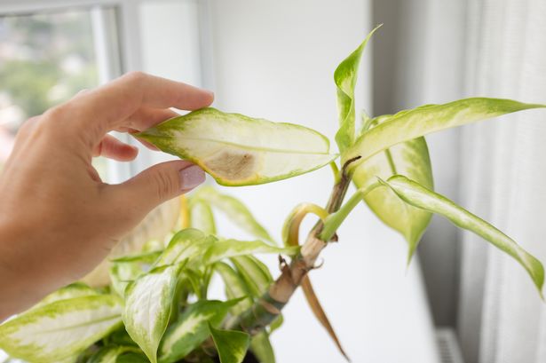 Woman's hand holding damaged leaf of dieffenbachia plant.