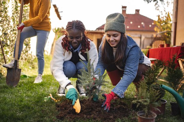 Three happy female friends planting a small evergreen tree in the backyard on a sunny autumn afternoon