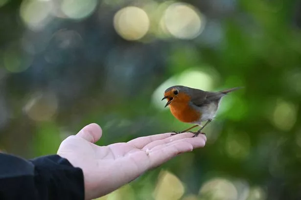 European robin (Erithacus rubecula) perches on a hand as cherry trees blooming with the arrival of spring at Greenwich Park (stock)