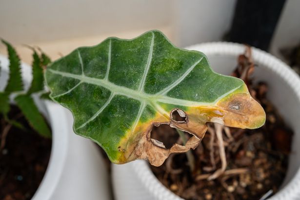 Yellowing foliage is one of the most common signs of this issue such as overwatered.