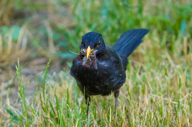 Massive declines in insects is putting bird populations at risk, say the RSPB but gardeners can help