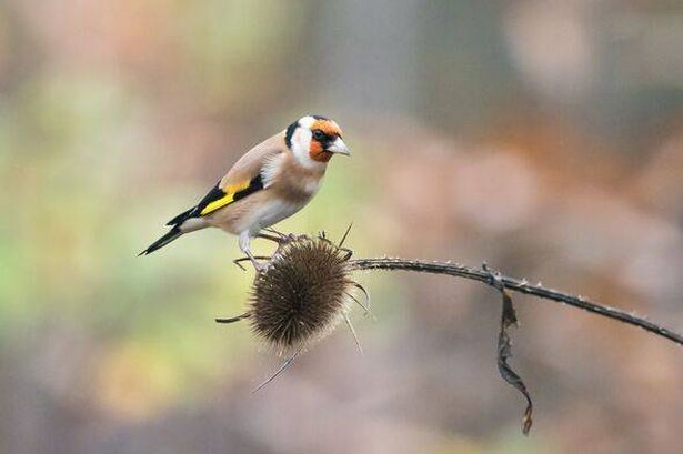 Goldfinch on Teasel