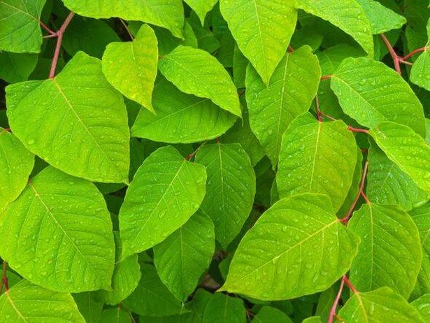 Green leaves of Reynoutria japonica on stems covered with dew
