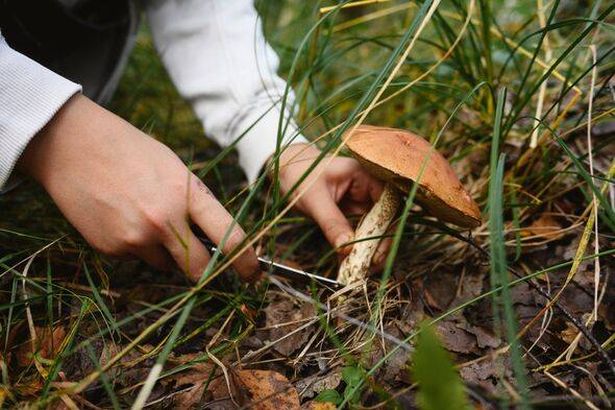 Hands cutting Porcini Mushroom on field in forest