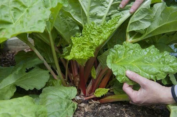Hands of gardener touching leaves of growing rhubarb