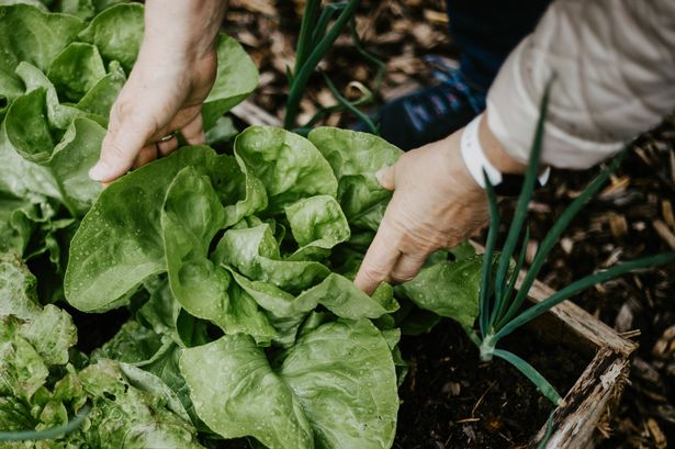 Harvest salad in the garden