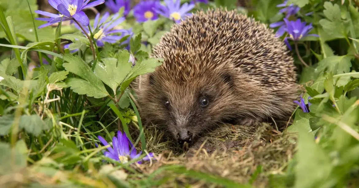 Monty Don says gardeners can help protect hedgehogs with a simple step Chronicle Live