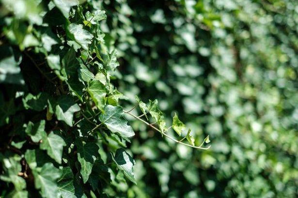 Ivy Covers Garden Wall
