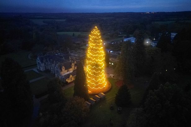 The giant Christmas tree in Wakehurst Place