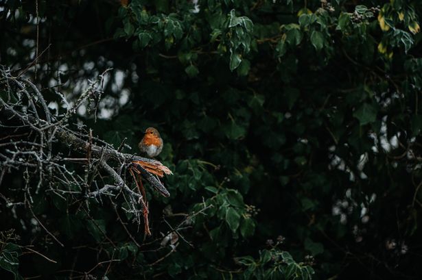 A little Robin, native to the UK and Ireland, perches on a frosty branch in winter time.