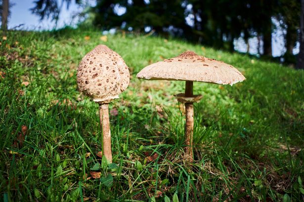 Macrolepiota procera or parasol mushrooms growing in the United Kingdom in late Autumn