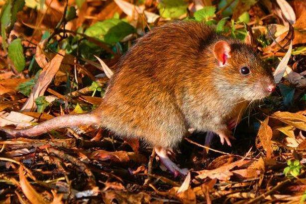 Picture of a rat in an autumn garden