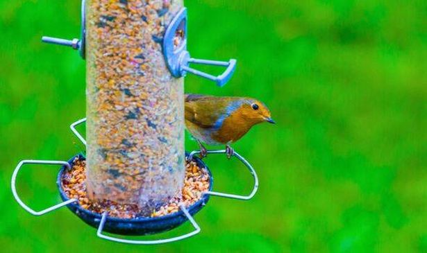 Picture of a robin at a birdfeeder 