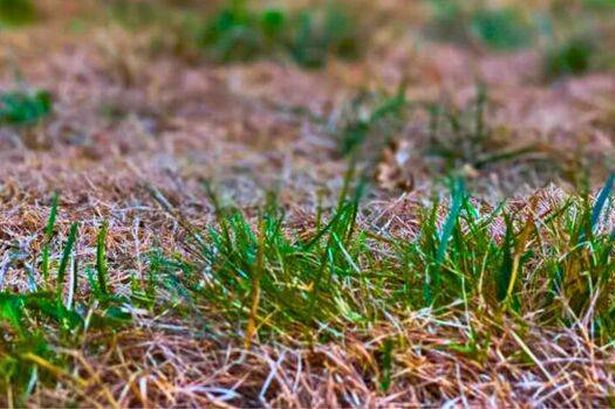 Picture of discoloured lawn 