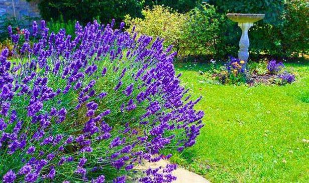 Picture of lavender growing in a garden 