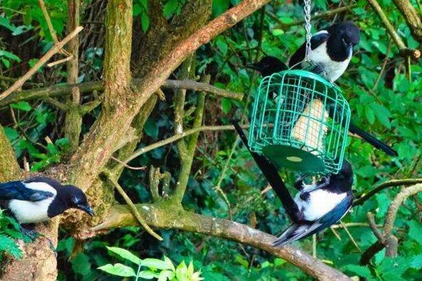 Picture of magpies in a garden