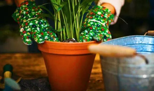 Picture of plant being fertilised 