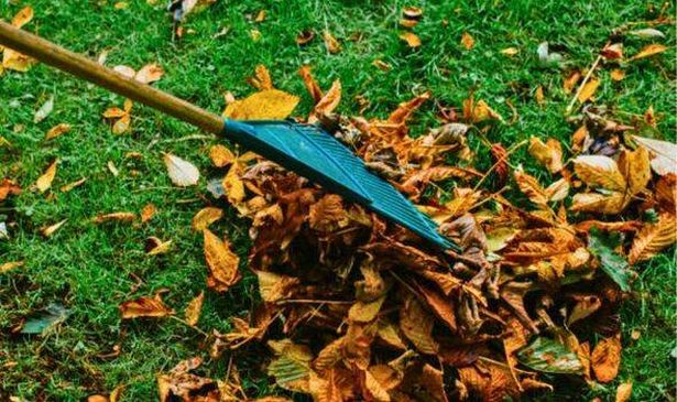 Picture of someone raking leaves from lawn 
