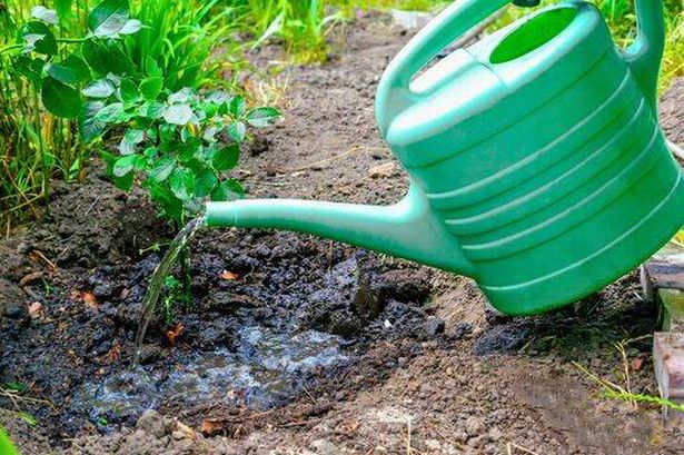Picture of someone watering the soil around a rose bush 