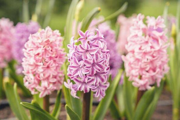 Pink and lilac hyacinths flowers flowerbed close-up in spring