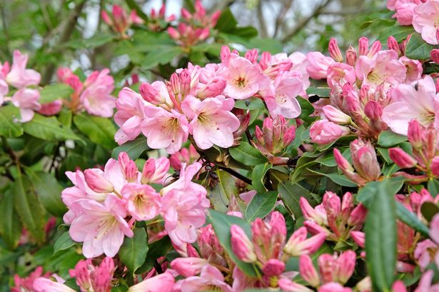 Pink evergreen Rhododendron Percy Wiseman in flower.