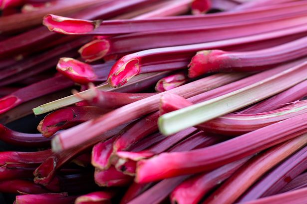 rhubarb