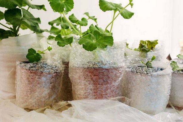 Preparations of plants with bubble wrap for
