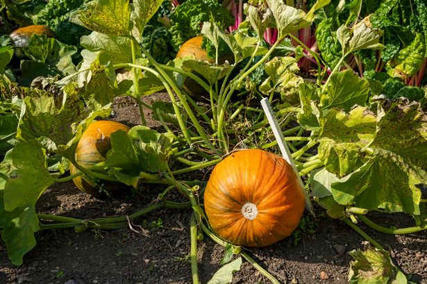 Pumpkin Cargo variety growing in a vegetable garden in autumn. (