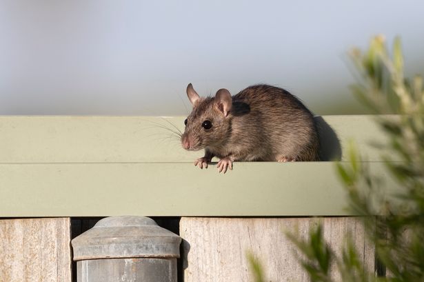 A rat is an unwelcome visitor to have in your garden.